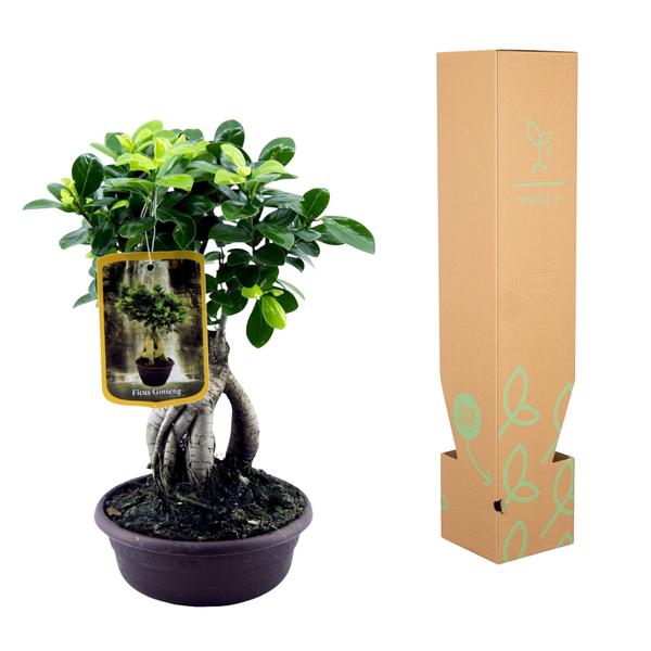 Ficus Microcarpa Ginseng - 30 cm - Ø17 cm | Ficus - Kamerplant