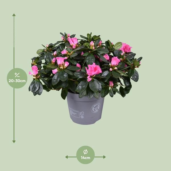 Azalea Rose Vogel - 30 cm - Ø14 cm | Bloeiende Kamerplant