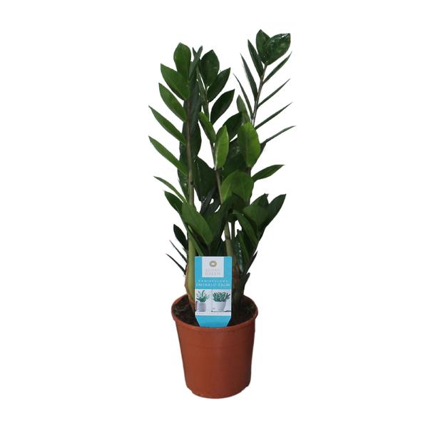 Zamioculcas Zamiifolia - 55 cm - Ø14 cm | Stijlvolle ZZ-plant