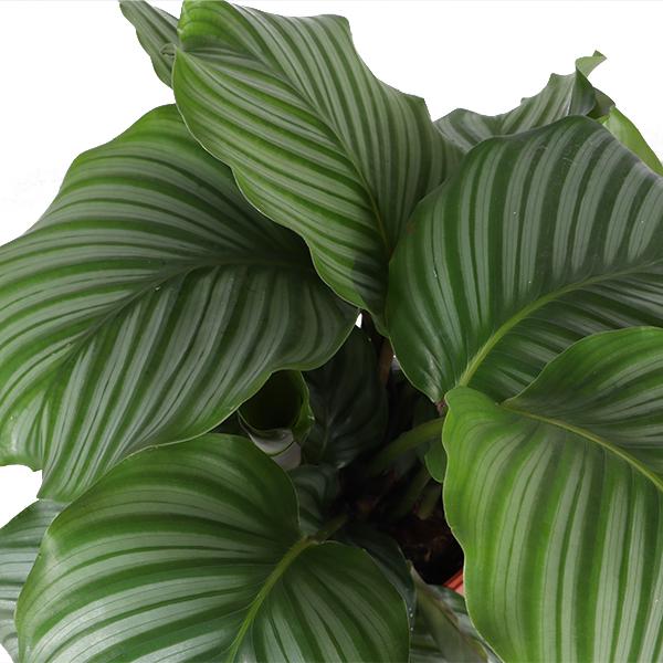 Calathea Orbifolia - 70cm - Ø21cm - in diverse kleuren Boule pot | Calathea