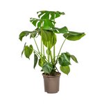 Monstera Deliciosa Tauerii - 80cm - Ø21cm | Monstera