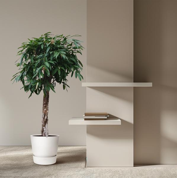 Ficus Amstel King gevlochten stam - 190 cm - ø45 | Ficus - Grote kamerplant