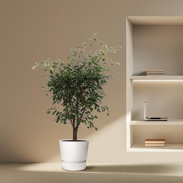 Ficus Benjamina Exotica vertakt - 150cm - ø40cm | Ficus - Kamerplanten