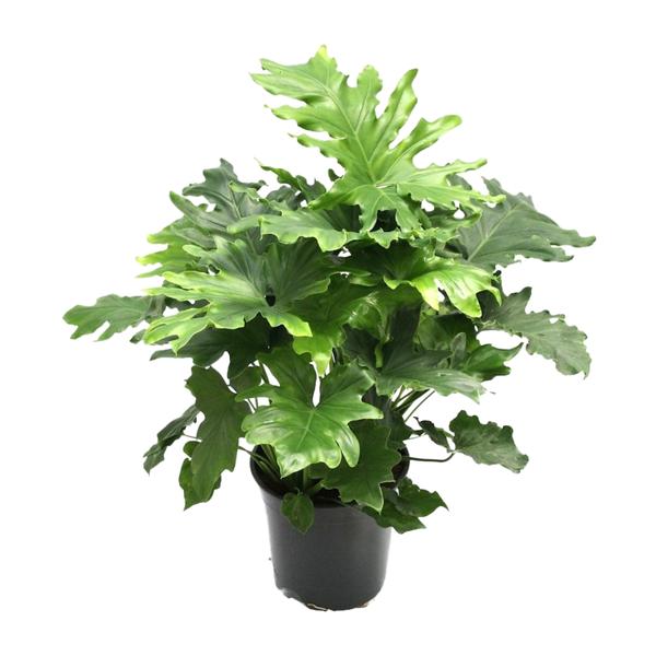 Philodendron Xanadu – 80 cm - Ø21 cm | Kamerplant - Vers van de Kweker