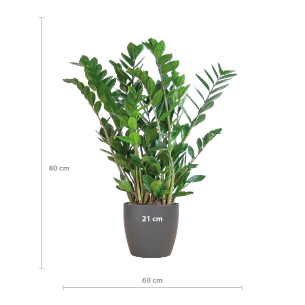 Zamioculcas Zamiifolia in Viber pot - 80 cm - Ø21 cm | ZZ-plant