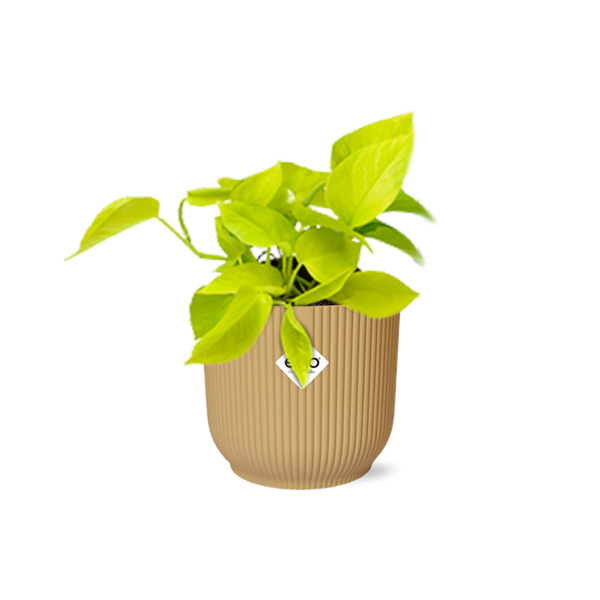 Epipremnum Pinnatum - 14 cm - in ELHO Vibes Fold | Golden Pothos