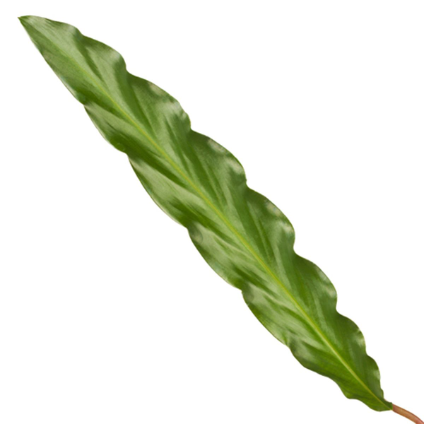 Calathea Elgergrass - 40 cm - Ø12cm | Calathea