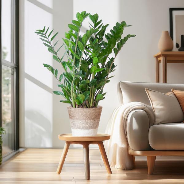 Zamioculcas Zamiifolia met Mand Lissabon - 80 cm - Ø21 cm | ZZ-plant