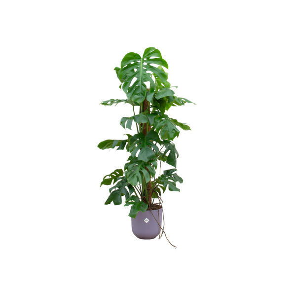 Combi deal - Monstera Pertusum - 120 cm - Ø26 cm - in Elho Jazz Round | Kamerplant