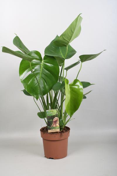 Monstera Deliciosa | 60cm - Gatenplant