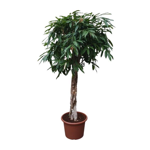 Ficus Amstel King gevlochten stam - 190 cm - ø45 | Ficus - Grote kamerplant