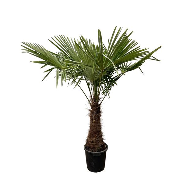 Trachycarpus - 220 cm - Ø45 cm | Winterharde Palmboom voor Buiten en Binnen