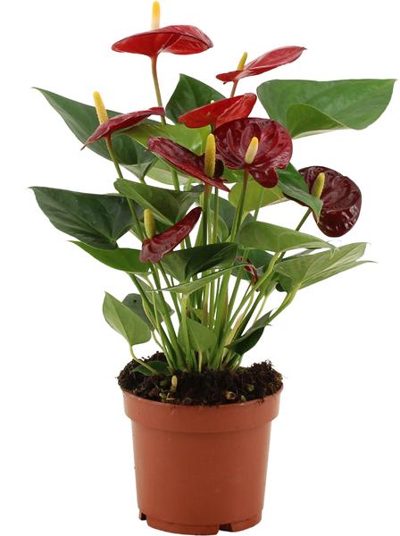 Anthurium Calon - 36 cm - Ø12 cm | Flamingobloem - Kamerplant