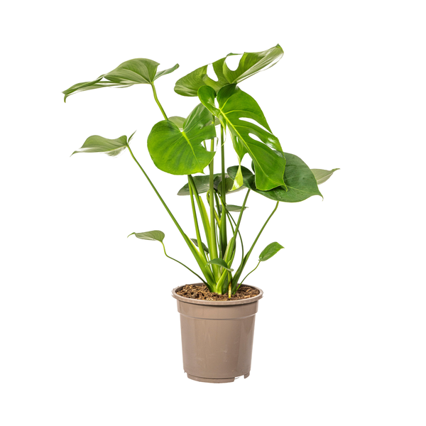 Monstera Deliciosa Tauerii - 80cm - Ø19cm | Monstera