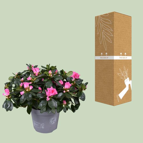 Azalea Rose Vogel - 30 cm - Ø14 cm | Bloeiende Kamerplant