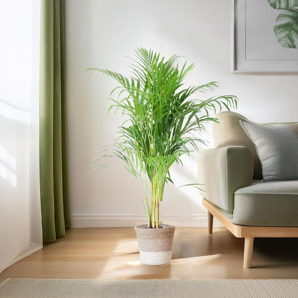 Areca Palm (Dypsis) - 100 cm - Ø21 cm - in Lissabon mand | Kamerplanten