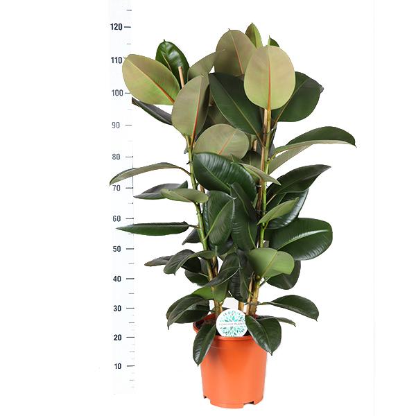 Ficus Elastica Robusta - 115cm - Ø27cm - in Boule pot | Ficus