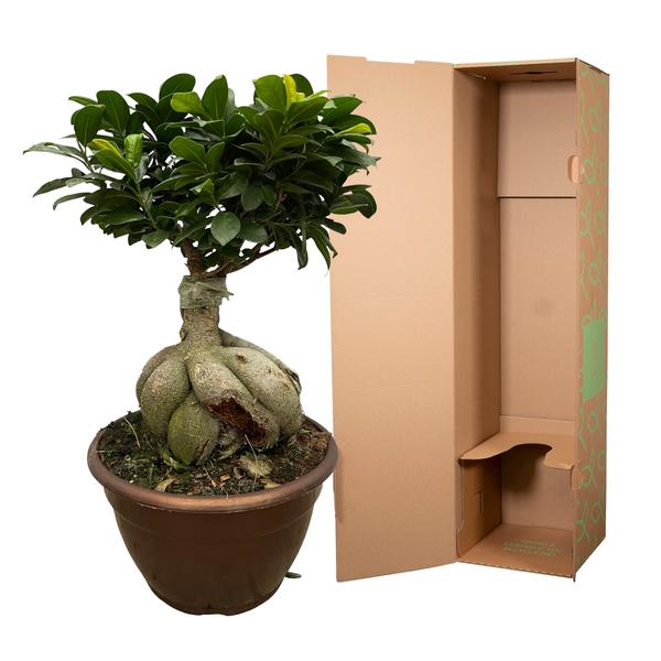 Ficus Microcarpa Ginseng - 50 cm - Ø25cm | Ficus - Kamerplant