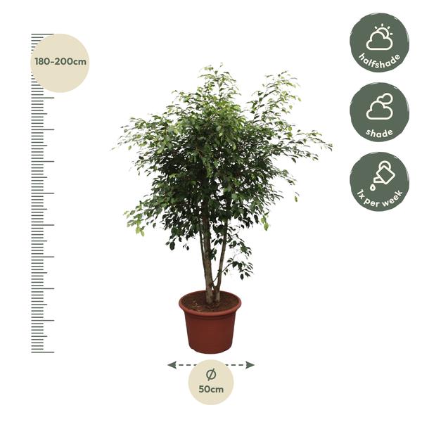 Ficus Benjamina Exotica vertakt - 190cm - ø50cm | Ficus - Grote Kamerplanten