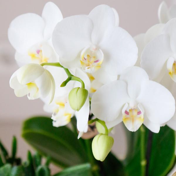 Orchidee | 4 witte Phalaenopsis orchideeën - Amabilis - potmaat Ø9cm