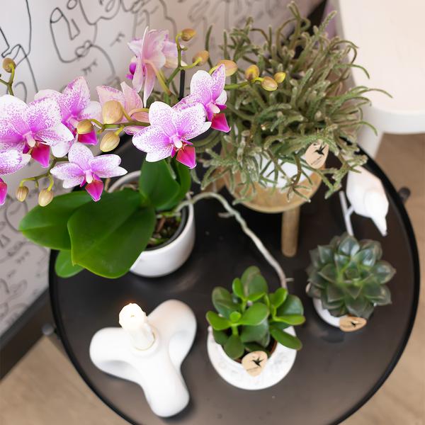 Orchidee | Roze Phalaenopsis orchidee - Mineral Rotterdam - potmaat Ø9cm