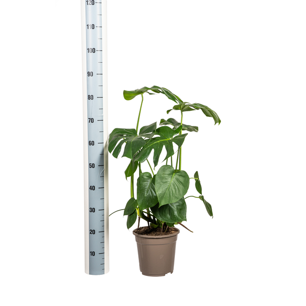 Monstera Deliciosa Tauerii - 80cm - Ø21cm | Monstera