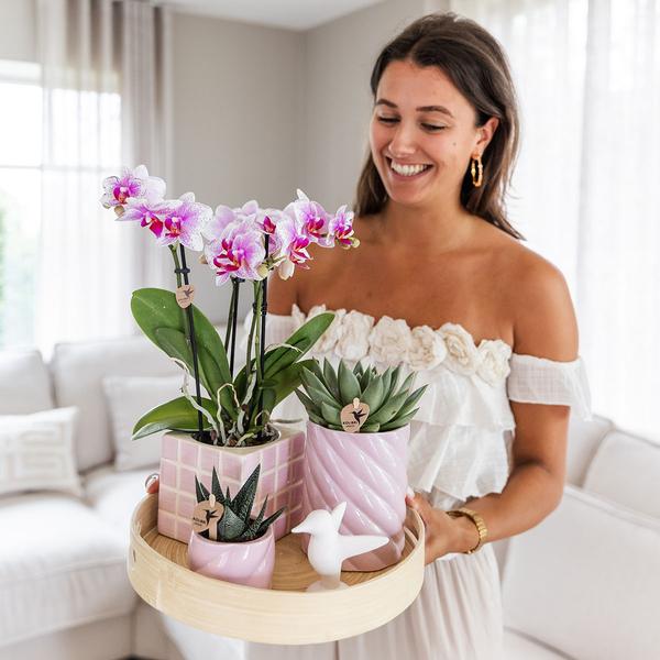 Orchidee | Gift Set Colourful Optimism Plantenset met roze Phalaenopsis Orchidee en Succulenten incl. sierpotten