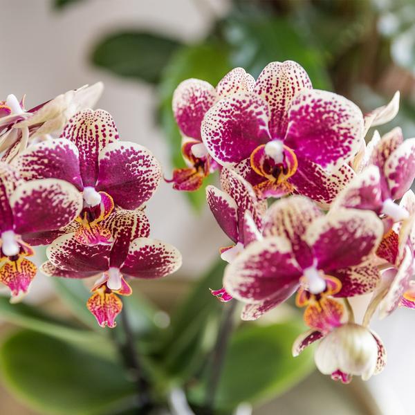 Orchidee | Geel rode Phalaenopsis orchidee - Spain - potmaat Ø9cm