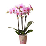 Orchidee | Roze Phalaenopsis orchidee - Mineral Rotterdam - potmaat Ø9cm