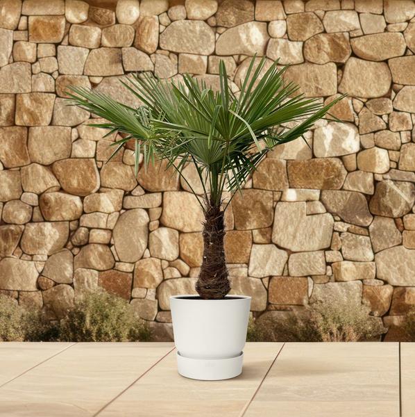 Trachycarpus - 220 cm - Ø45 cm | Winterharde Palmboom voor Buiten en Binnen