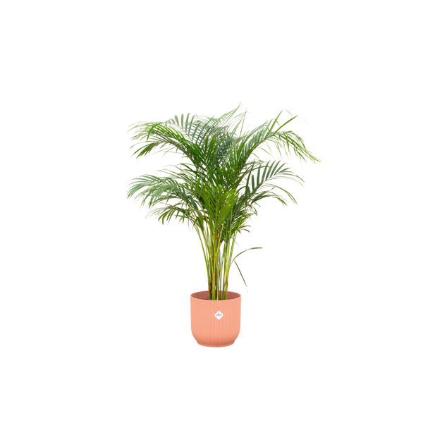 Combi deal - Areca palm - 140 cm - Ø30 cm - in Elho Vibes Fold Round | Kamerplant