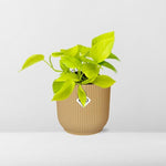 Epipremnum Pinnatum - 14 cm - in ELHO Vibes Fold | Golden Pothos