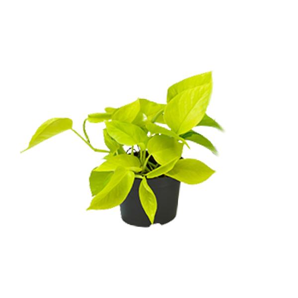 Epipremnum Pinnatum - Scindapsus - 15 cm - Ø12 cm | Golden Pothos