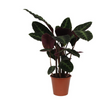 Calathea Warscewiczii - 80cm - Ø19cm | Calathea