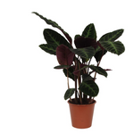 Calathea Warscewiczii - 80cm - Ø19cm | Calathea