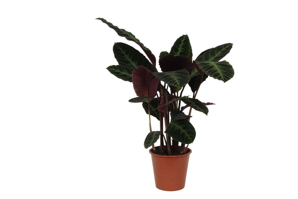 Calathea Warscewiczii - 80cm - Ø19cm | Calathea