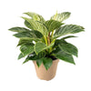 Philodendron Birkin – 30 cm - Ø15 cm | Kamerplant - Vers van de kweker