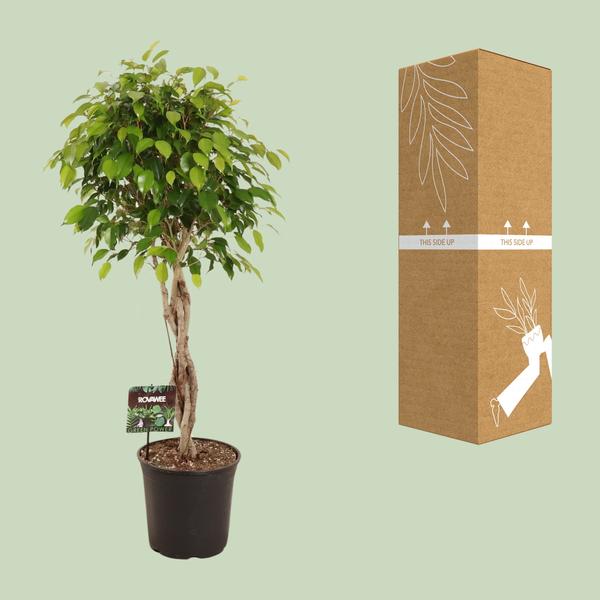 Ficus Benjamina Exotica - 120 cm - Ø27 cm | Ficus - Kamerplanten