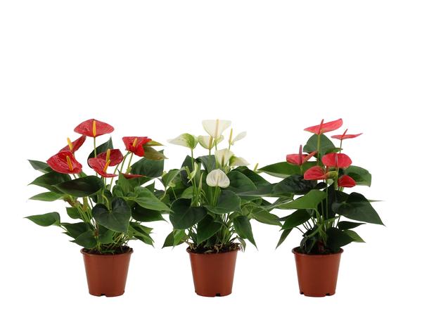 Anthurium | 3 Kleuren Mix In Transparant Sleeve - 36 cm - Ø12 cm - Flamingoplant