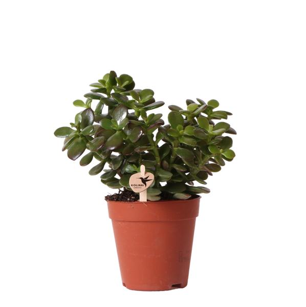 Succulent Crassula Minor - Ø9 cm | Stijlvolle Vetplant