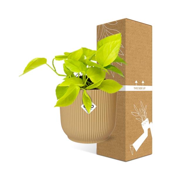 Epipremnum Pinnatum - 14 cm - in ELHO Vibes Fold | Golden Pothos