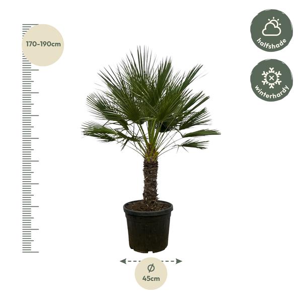 Chamaerops Humilis op stam (Dwergpalm) - 150 cm - Ø45 cm  | Palm