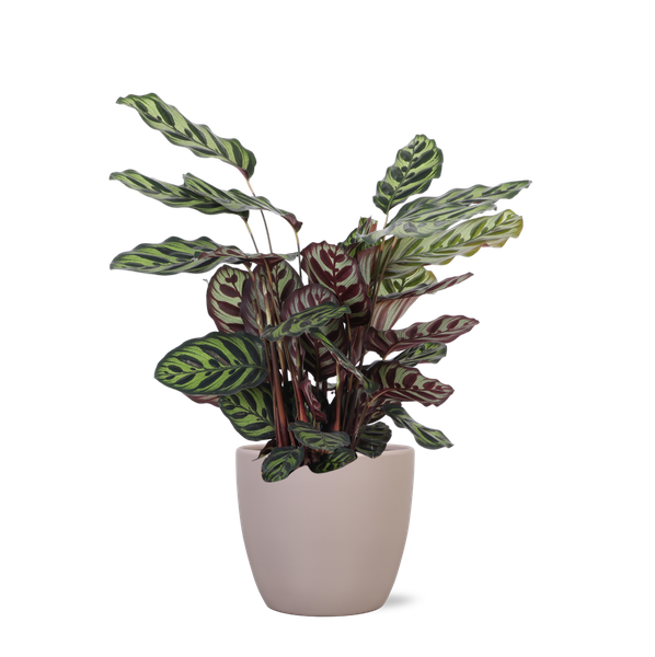 Calathea Makoyana - 70cm - Ø21cm - in verschillende kleuren Boule pot | Calathea