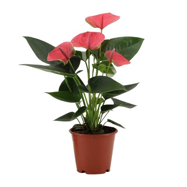 Anthurium Sweet Dream - 36 cm - Ø12 cm | Kamerplant