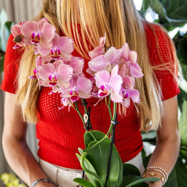 Orchidee | Oranje roze Phalaenopsis orchidee - Jewel Pirate Picotee - potmaat Ø12cm