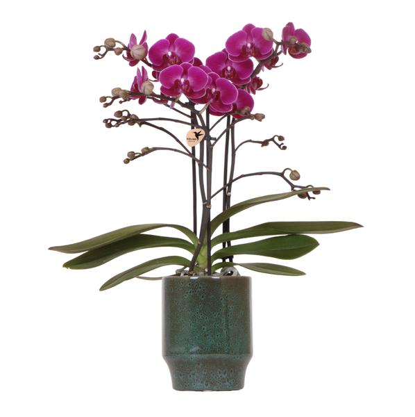 Orchidee | Paarse Phalaenopsis orchidee - Morelia Classy green- potmaat Ø9cm