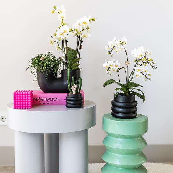 Orchidee | Witte Phalaenopsis orchidee - Lausanne + Bubble pot black- potmaat Ø9cm