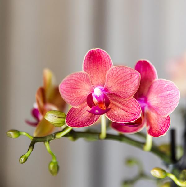 Orchidee | 4 oranje Phalaenopsis orchideeën - Congo - potmaat Ø9cm