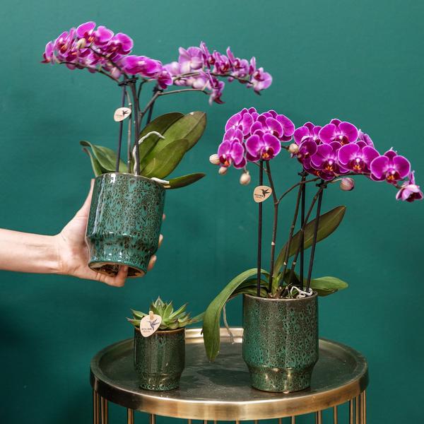 Orchidee | Paarse Phalaenopsis orchidee - Morelia Classy green- potmaat Ø9cm