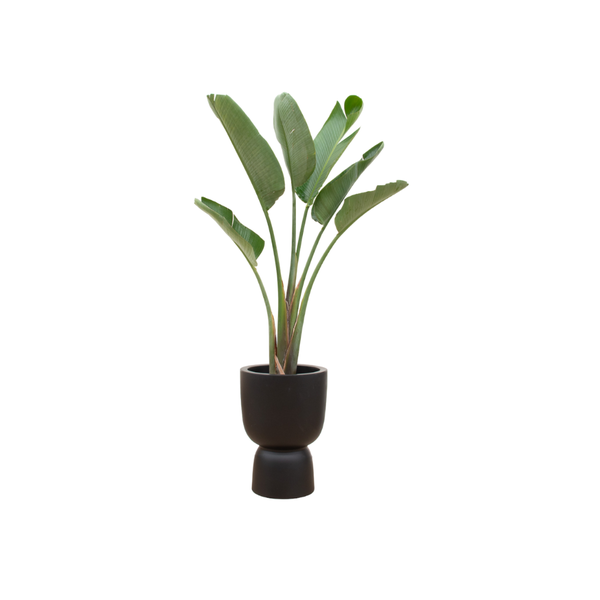 Strelitzia Augusta Inclusief Pot Elho Pure Coupe - 210 cm - Ø41 cm